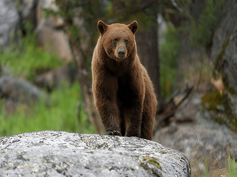 Cinnamon Bear standing on a white rock outcrop