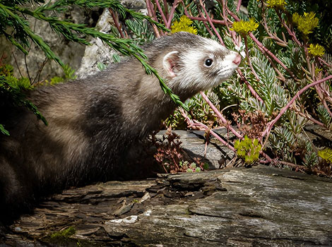 Cinnamon Ferret in freezing weather