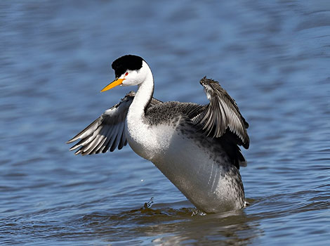 Clark’s Grebe is hunting prey on the surface of the lake.