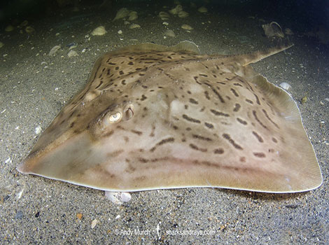 Clearnose Skate With an ultra-flat body, swims at the bottom of the Gulf of Mexico.