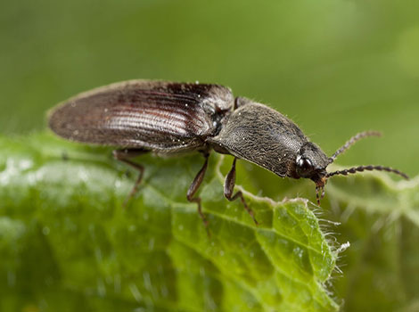 Click Beetle Its primary food source is leaves from forests, gardens, and meadows.