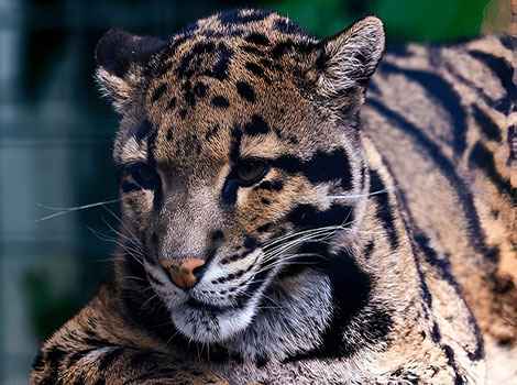 Clouded Leopard with a colorful coat