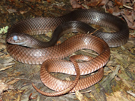 Coachwhip Snake with an extremely long body and a pointed tail
