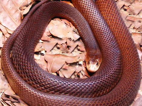 Coastal Taipan with impressive skin