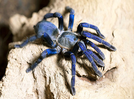 Cobalt Blue Tarantula is crawling over rocks with a striking blue body.