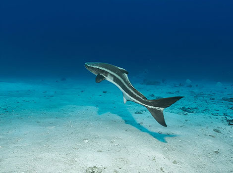 Cobia Fish is swimming in the deep ocean.