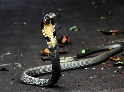 Cobras They can reach lengths of up to 18 feet