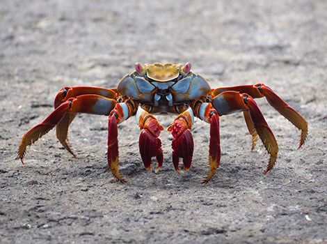 Cobras are adaptable crustaceans