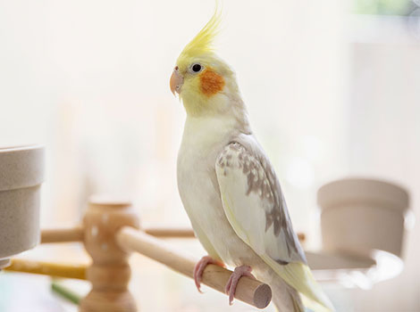 Cockatiel has pure white feathers and a long yellow crest.