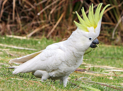 Cockatoo are very gregarious parrots