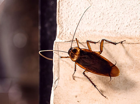 cockroach survival skills and urban habitat