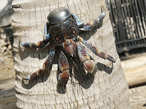Coconut-Crab are the biggest land-dwelling arthropods