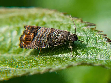 Codling Moth is an insect found in almost all agricultural regions worldwide.