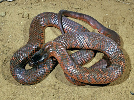 Collett’s Snake is a species with a very high level of venom.