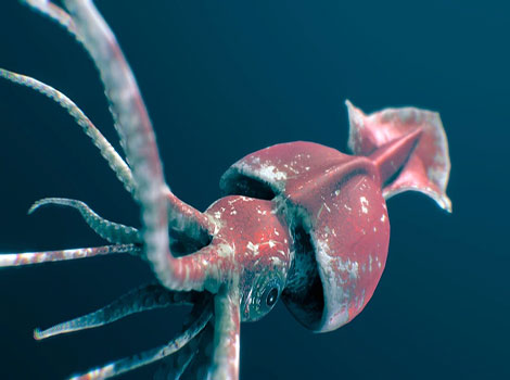 Colossal Squid is swimming deep at the bottom of the ocean with long antennae.
