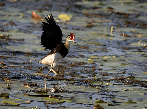 Comb-crested Jacana is foraging in a lotus pond.