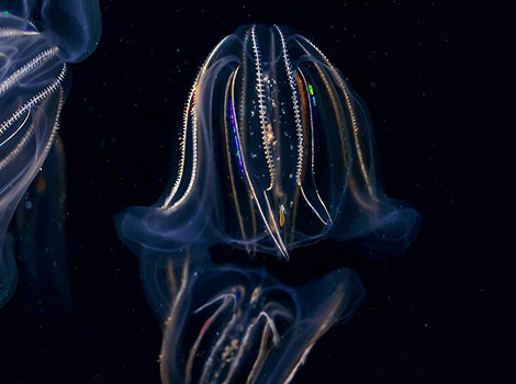 Comb Jellyfish stands out at the ocean floor with an impressive bioluminescent glow.