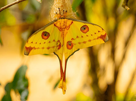 Comet Moth has bright yellow wings full of color.