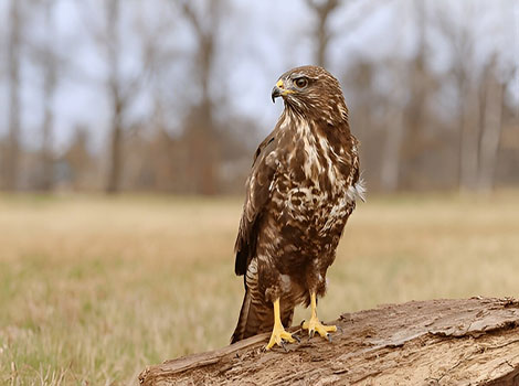 Common Buzzard has an extremely sharp beak.