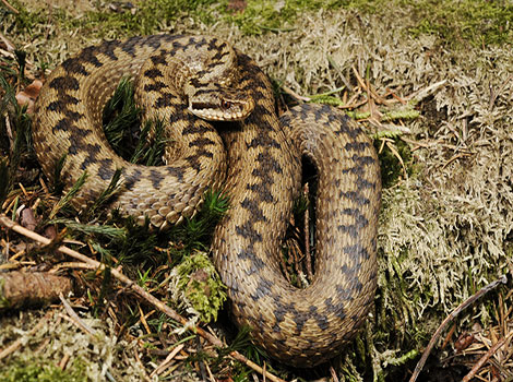 Common European Adder is a highly venomous species in the UK.