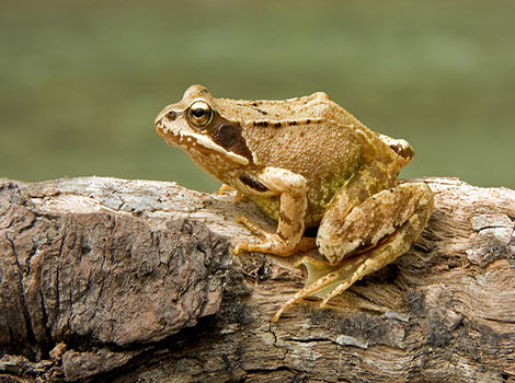 Common Frog is perched on a dry tree branch.