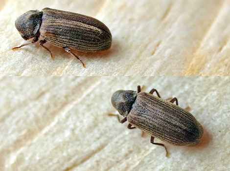 Common Furniture Beetle is foraging and can be found in wooden logs or furniture.