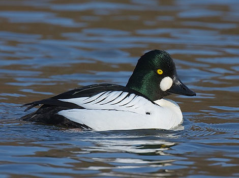 Common Goldeneye is joyfully swimming in the lake.