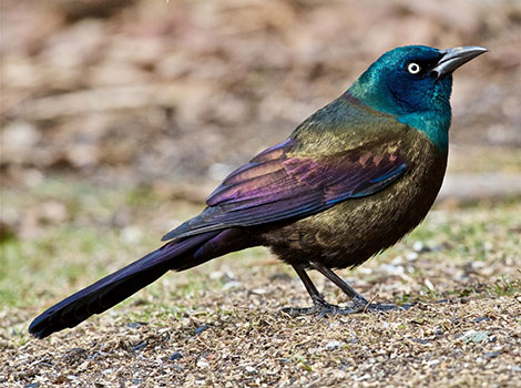 Common Grackle has iridescent blue-black feathers.