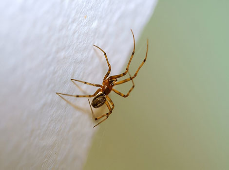 Common House Spider Despite its tiny size, moves very quickly.