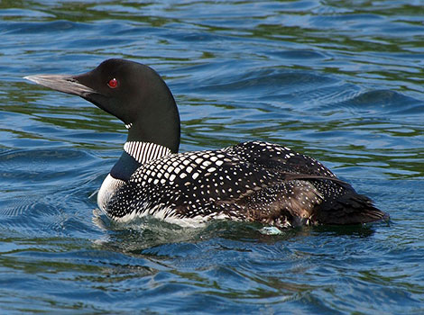 Common Loon With a long beak.