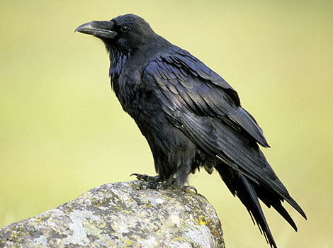 Common Raven With shaggy black fur.