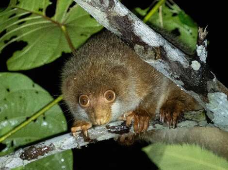 Common Spotted Cuscus foraging at night / nocturnal
