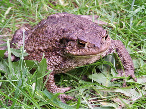 Common Toad is foraging in lush green grasslands of humid regions.