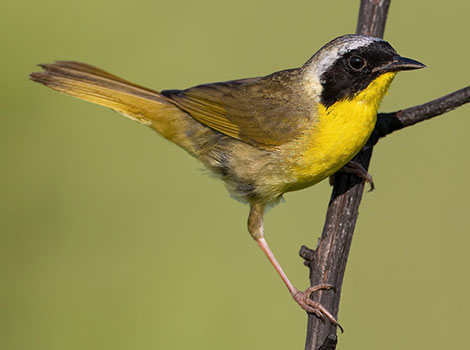 Common Yellowthroat is perched on a tree branch.