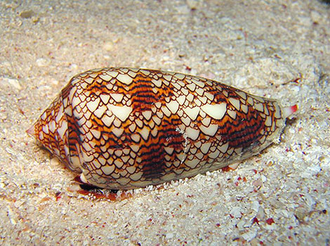 Cone Snail is hiding in rocky, gravelly waters.