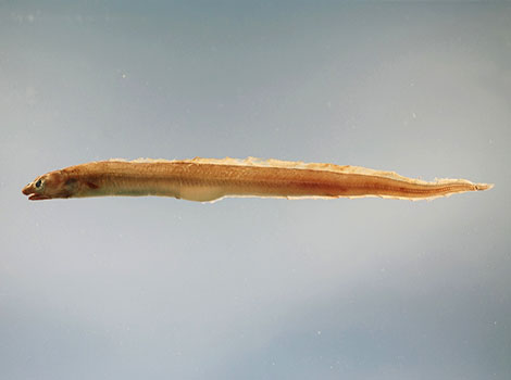Conger Eel has a small and elongated body.