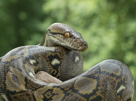 Congo Snake with large, fierce eyes