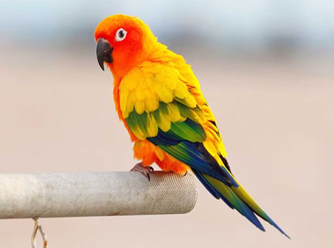 Conure has extremely vibrant plumage.