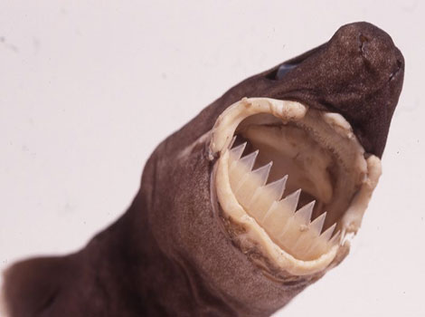 Cookiecutter Shark With razor-sharp teeth.