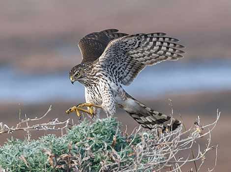 coopers hawk hunting and woodland habitat