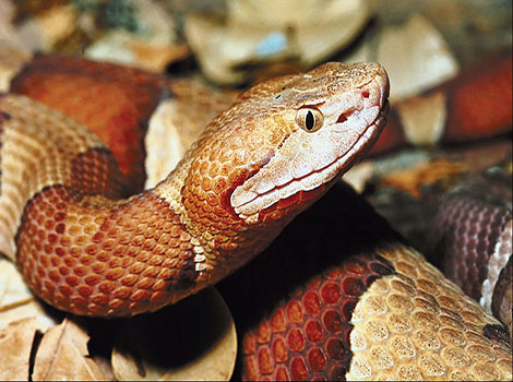 Copperhead reddish-brown skin