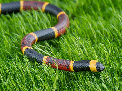 Coral Snake on the green grass