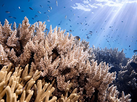 Coral reach a width of several meters
