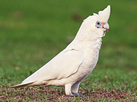 Corella has pure white feathers.