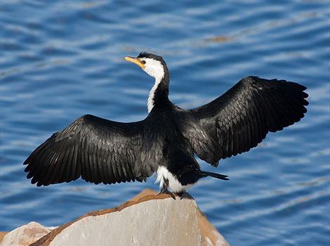 Cormorant Preparing to take flight at a coastal shore.