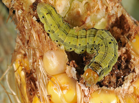 Corn Earworm is eagerly nibbling on its food.