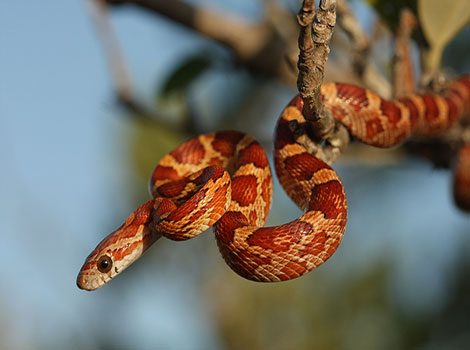 Corn Snake climbing on branches