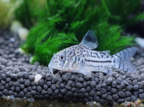 Cory Catfish is feeding on small crustaceans on the seabed.