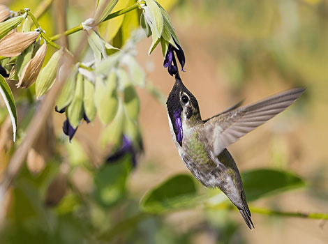 Costa’s Hummingbird is sucking nectar from a purple flower.