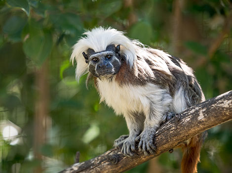 Cotton-top Tamarin with an impressive "mane"